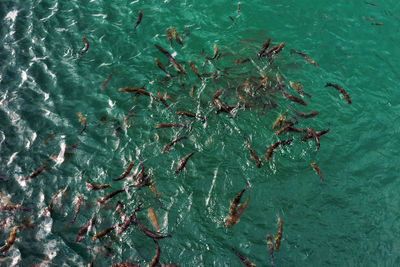 High angle view of fish swimming in sea