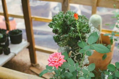 Close-up of pink flower pot on table
