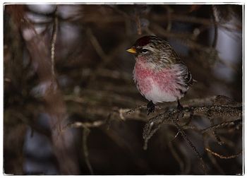 Close-up of bird perching outdoors