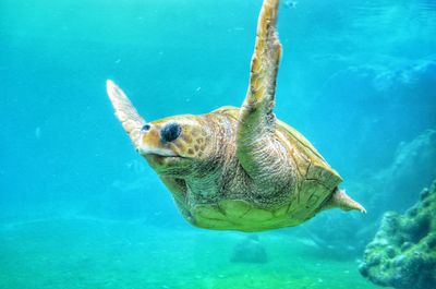 Underwater view of turtle underwater