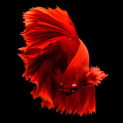 Red fighting fish. fins and tail like long skirts, half moon tail, perfect fish elegance.