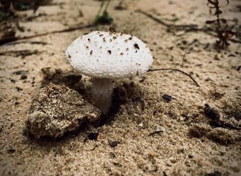 High angle view of mushroom growing on land