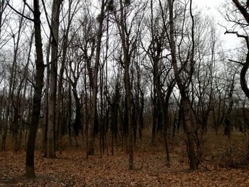 Bare trees in forest during autumn