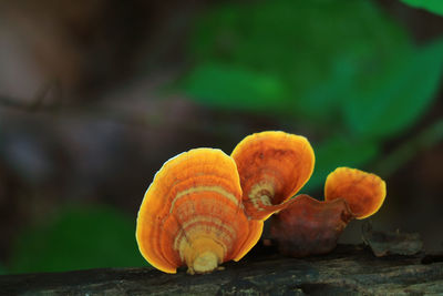 Close-up of mushrooms growing on wood