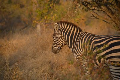 Zebra standing in a field