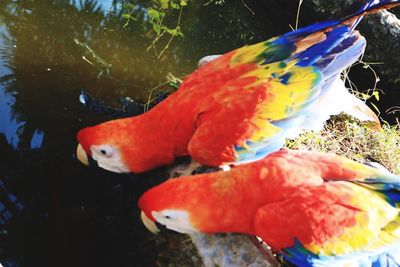Close-up of fish swimming in water