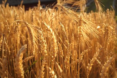 Close-up of wheat field