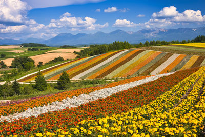 Beautiful flower fields in biei, hill town