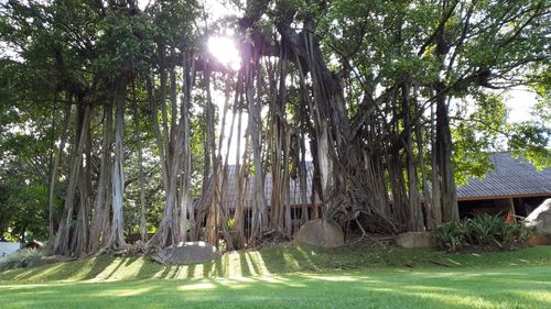 Trees in forest