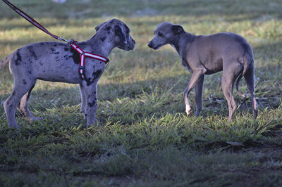 View of two dogs on field