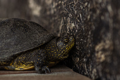 Garden turtle looking for grass 