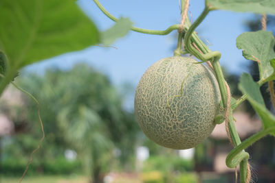 Close-up of fruits growing on plant