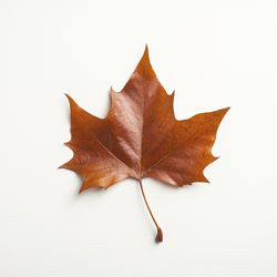 Close-up of autumn leaf against white background