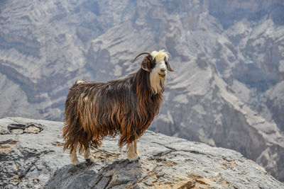 Lion standing on rock