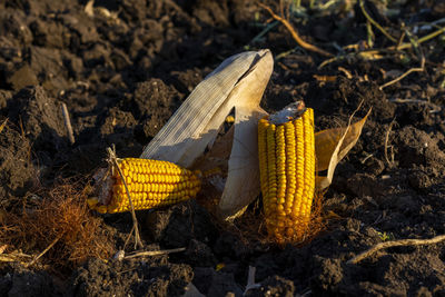 Close-up of yellow chili peppers on field