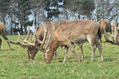 Side view of deer on field