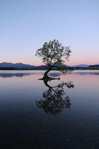 Tree by lake against clear sky