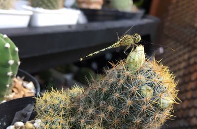 Close-up of cactus on potted plant