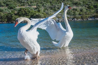 View of swan in lake