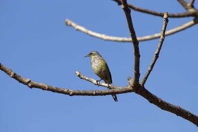 Low angle view of bird perching on branch against sky