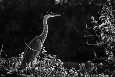 Bird perching on a tree