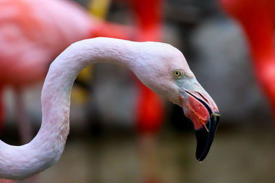 Close-up of flamingo