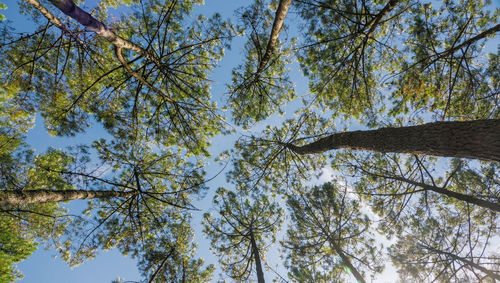 Low angle view of trees against sky