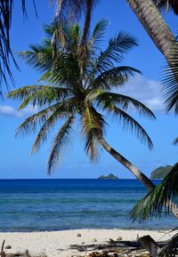 Palm tree by sea against sky