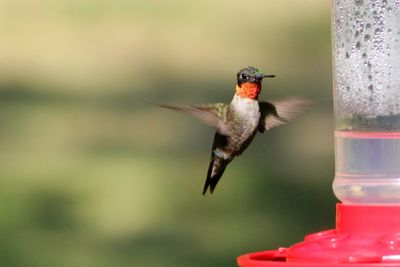 Close-up of bird flying