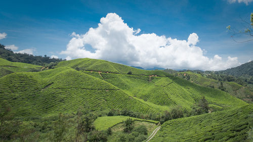 Panoramic view of agricultural field against sky