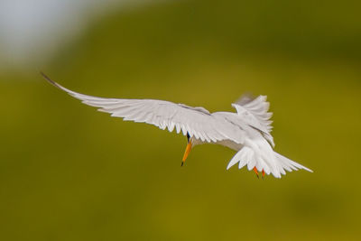 White bird flying