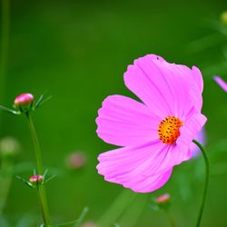 Close-up of pink cosmos flower