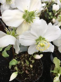 Close-up of white flowers blooming outdoors
