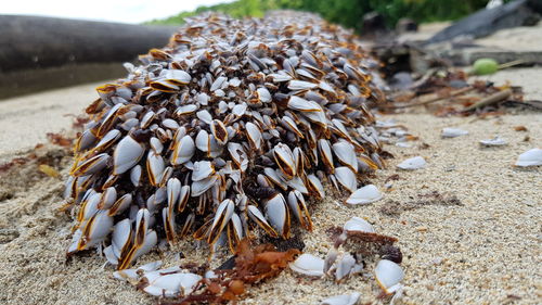 Close-up of shells on beach