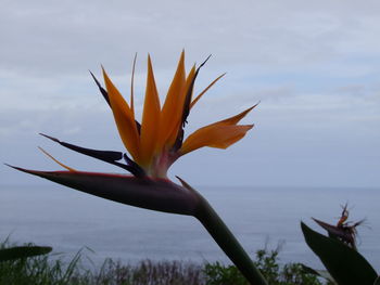 Close-up of flower blooming against sky