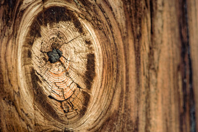 Full frame shot of tree trunk