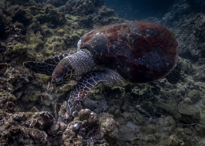 Turtle swimming in sea