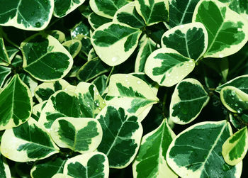 Full frame shot of leaves