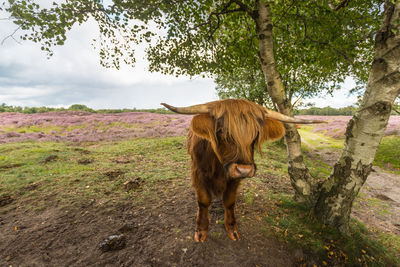 Horse standing on field against trees