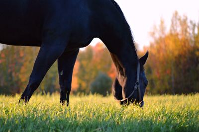 Horse on field