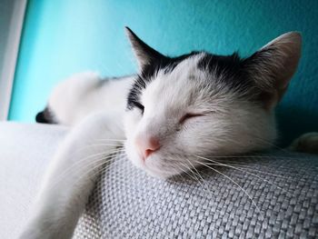 Close-up of cat resting on bed