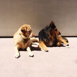 Dogs sitting on floor