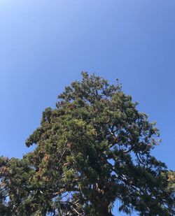 Low angle view of tree against clear blue sky