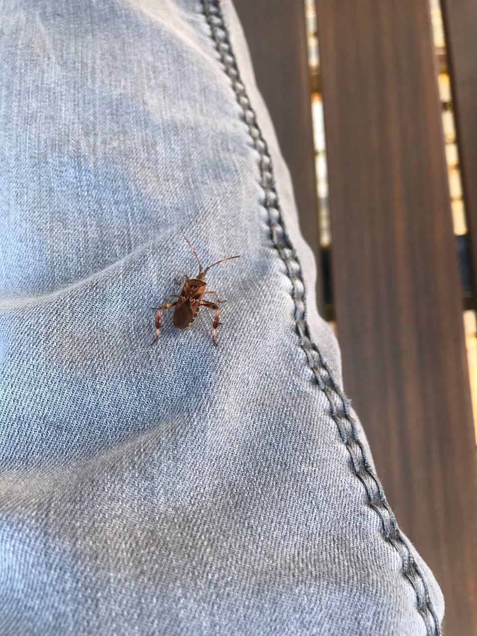 jeans, casual clothing, textile, close-up, one person, denim, human body part, one animal, human leg, invertebrate, animals in the wild, real people, animal themes, animal, unrecognizable person, animal wildlife, day, insect, lifestyles, focus on foreground, outdoors