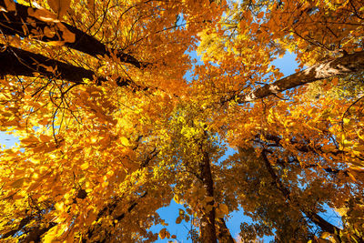 Low angle view of flowering tree during autumn