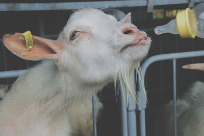 Close-up portrait of goat