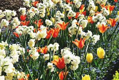 Tulips in bloom