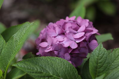 Close-up of pink hydrangea flower