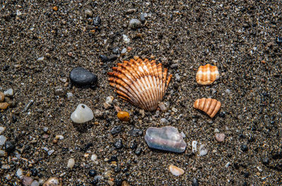 High angle view of seashell on beach