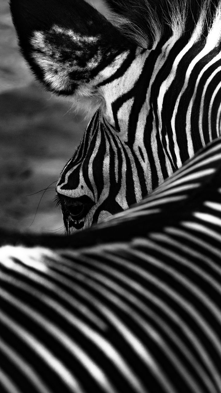 zebra, striped, black and white, monochrome photography, monochrome, animal themes, animal, black, mammal, animal wildlife, one animal, animal markings, close-up, wildlife, pattern, no people, animal body part, safari, nature, domestic animals, day, outdoors